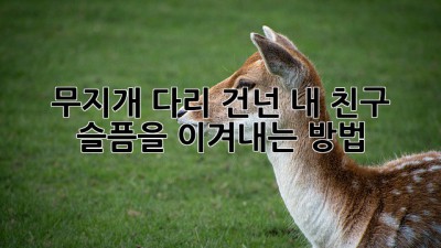 🐾 무지개 다리 건넌 내 친구, 슬픔을 이겨내는 방법 🌈